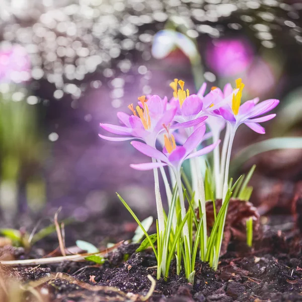 Jarní Příroda Pozadí Krokusy Kvetoucí Venkovní — Stock fotografie