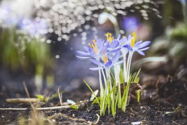 Jarní Pozadí První Krokusy Zahradě Nebo Parku Bokeh Venkovní — Stock fotografie