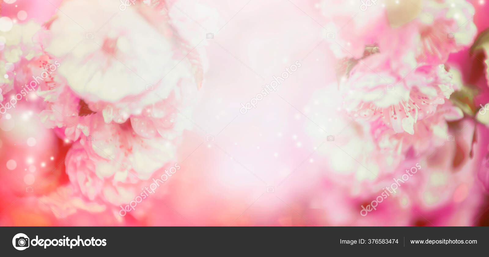 Blurred Pale Pink Floral Nature Background Bokeh Banner — Stock Photo ©  Vfotografie #376583474, image size:1600x841
