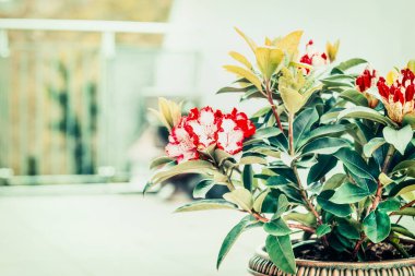 Rhododendron teras ya da balkonda çiçek açıyor. Rhododendron 'lu konteynır bahçıvanlığı, ön manzara