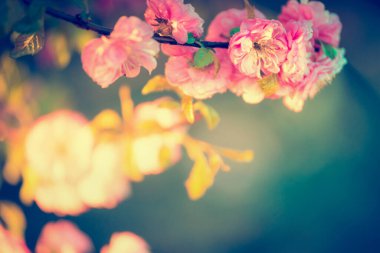 Gün batımında güzel bir çiçek baharda bahçede ya da parkta, çiçek sınırında.