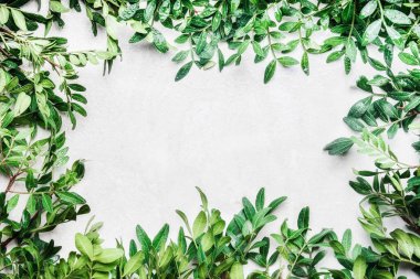 Yeşil dallardan ve yapraklardan oluşan çerçeve, üst görünüm