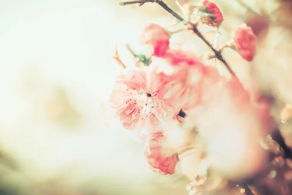 Piękny Różowy Blady Kwiat Słonecznym Tle Dzień Zewnątrz Natura Kwiatowa — Zdjęcie stockowe