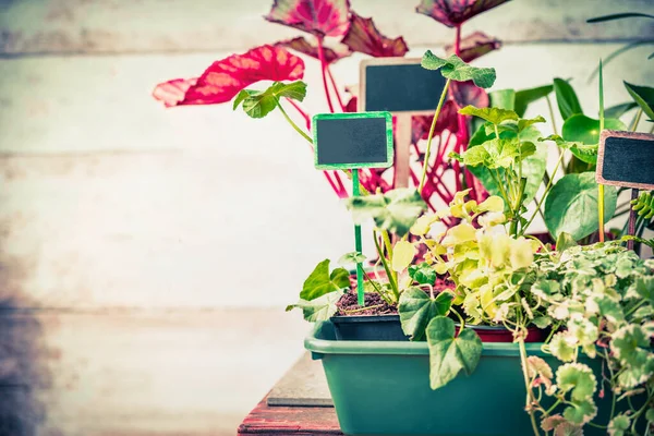 Plantas Verano Varias Plántulas Con Signo Para Jardín Jardín Interior —  Fotos de Stock