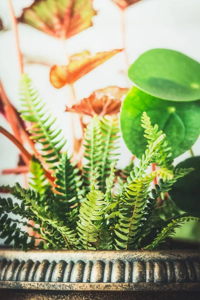 Fern Och Andra Växter Cotainer Närbild Framifrån — Stockfoto