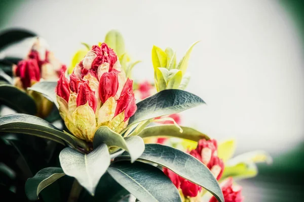 Zbliżenie Piękne Pąki Rododendron Natury Zewnątrz Koncepcji Kwiatów Ogrodowych — Zdjęcie stockowe