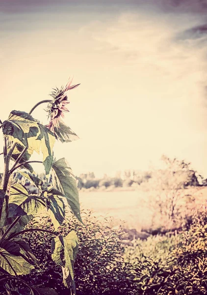 Countryside Utomhus Natur Bakgrund Med Solros — Stockfoto