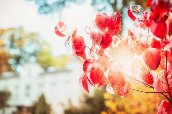 Mooie Rode Herfst Gebladerte Met Zonlicht Herfst Dag Achtergrond Outdoor — Stockfoto