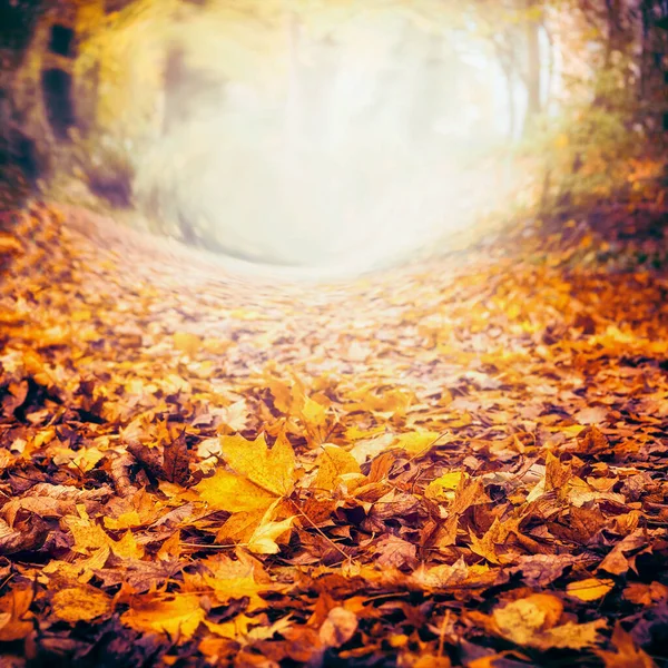 Herfst Natuur Achtergrond Met Kleurrijke Gevallen Bladeren Herfst Natuur Frame — Stockfoto