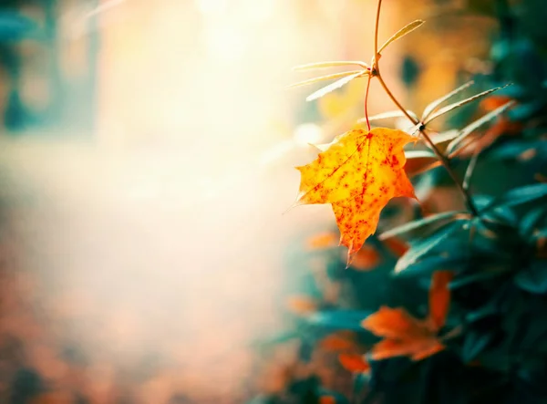 Herfst Bladeren Tuin Park Herfst Buiten Natuur Achtergrond — Stockfoto