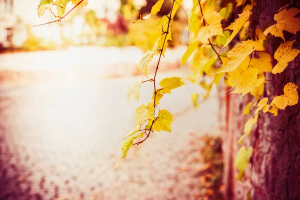 Herfst Natuur Achtergrond Met Gele Herfst Bladeren — Stockfoto