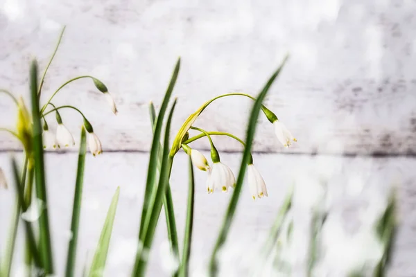 Lily Valley Λουλούδια Μπροστινή Θέα Κοντά Ανοιξιάτικο Φόντο — Φωτογραφία Αρχείου