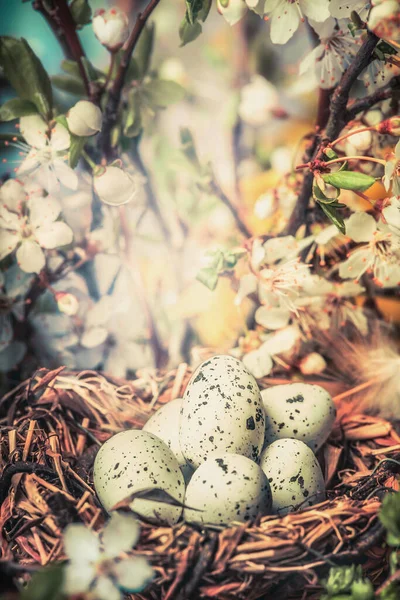 Bird Nest Egg Bush Springtime Blossom Close Bokeh Easter Greeting — Stock Photo, Image