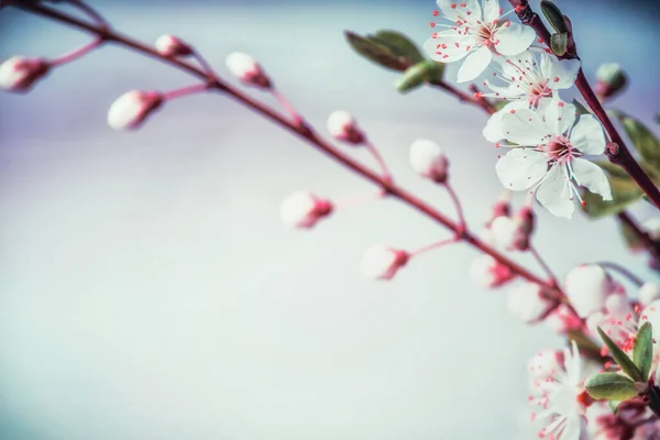 Feine Kirschblüte Blumiger Rand — Stockfoto