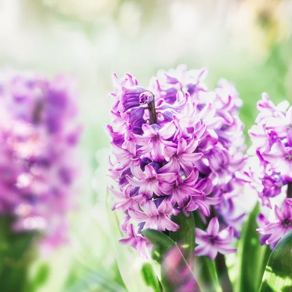 Hermosos Jacintos Rosados Jardín Parque Cerca Naturaleza Primavera Floral Aire — Foto de Stock