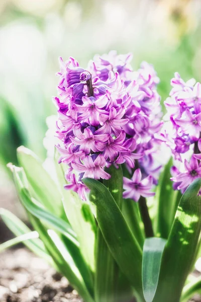 Pretty Pink Hyacinths Blooming Flower Bed Outdoor Floral Springtime Nature — Stock Photo, Image