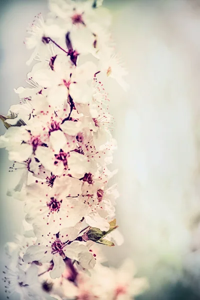 可憐な桜を閉じ パステルカラー — ストック写真