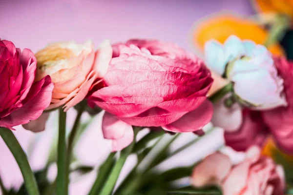 Hübsche Ranunkelblüten Auf Rosa Hintergrund Nahaufnahme — Stockfoto