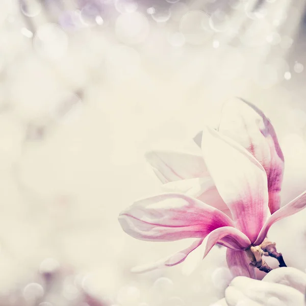 Квіткова Облямівка Красивими Квітами Магнолії Пастельний Колір — стокове фото
