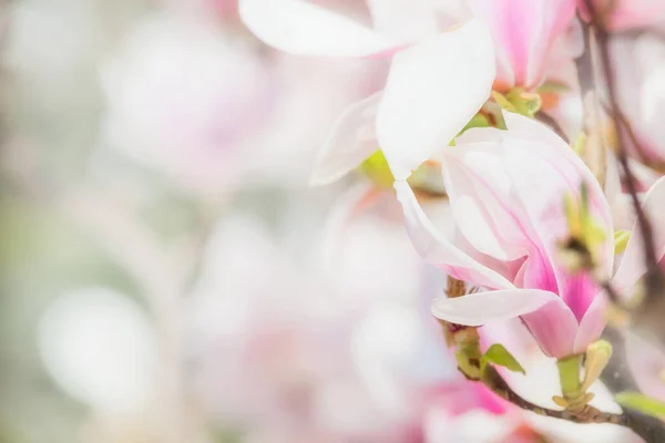Delikatne Różowe Kwiaty Magnolii Rozmytym Kwiecie Magnolii Wiosenna Koncepcja Natury — Zdjęcie stockowe