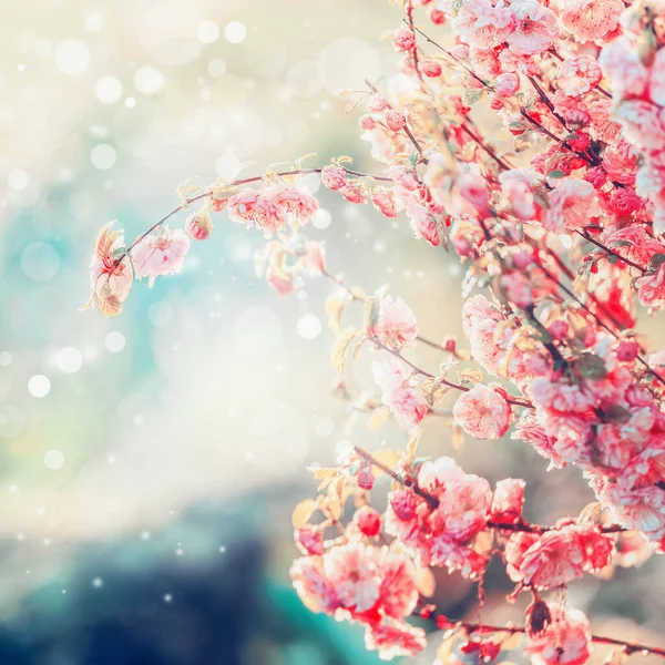 Schöne Rosa Blüte Mit Bokeh Sommer Oder Frühling Natur Hintergrund — Stockfoto