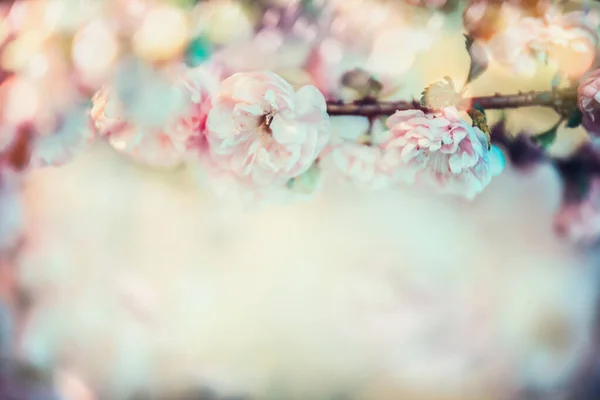 Güneş Işığı Bokeh Ile Güzel Kiraz Çiçekleri Lkbahar Doğası Çiçek — Stok fotoğraf