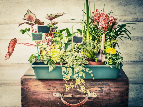Variation Växter Krukor Med Trädgårdverktyg För Gardening För Sommarbehållaren Framsida — Stockfoto