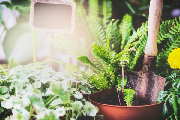 Maceta Con Pequeñas Plántulas Plantas Helecho Pala Mano Jardinería Plantación —  Fotos de Stock