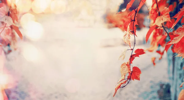 Mooie Rode Herfstbladeren Met Zonlicht Bokeh Outdoor Herfst Natuur Achtergrond — Stockfoto