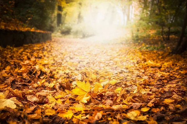 Herfst Blad Nest Tuin Park Herfst Buiten Natuur Achtergrond Met — Stockfoto