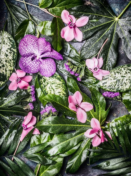 Kreativní Tropické Přírodní Pozadí Různými Palmami Džungle Listy Fialové Květy — Stock fotografie