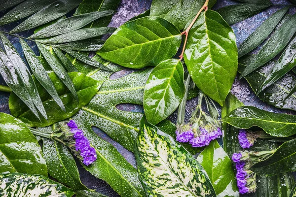 Fondo Naturaleza Tropical Con Hojas Con Gotas Agua Rocío Flores —  Fotos de Stock