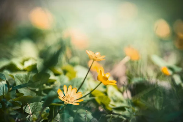 Fondo Naturaleza Aire Libre Con Bonitas Flores Amarillas Borde Floral —  Fotos de Stock