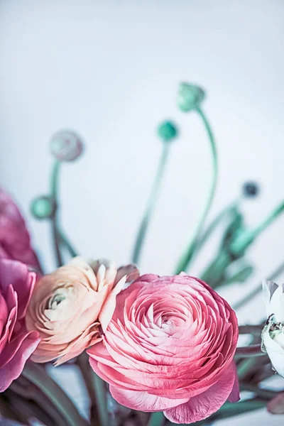 Mooie Oude Roze Ranunculus Bloemen Bloeiend Lichtblauwe Achtergrond Close Pastelkleur — Stockfoto