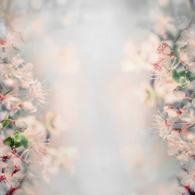 Güzel kiraz çiçekleri çiçek arkaplanı pastel renk, çerçeve