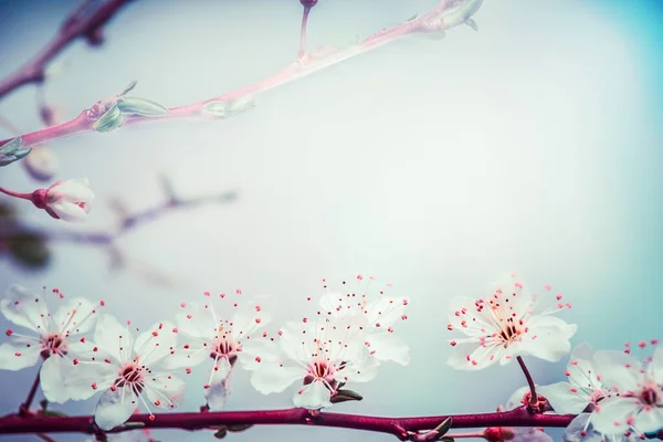 Härlig Vår Blomma Körsbär Vid Turkos Blå Himmel Bakgrund Utomhusnatur — Stockfoto