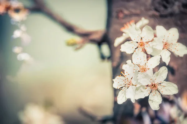 Kiraz Ağacı Çiçeği Kapan Ilkbahar Doğası — Stok fotoğraf