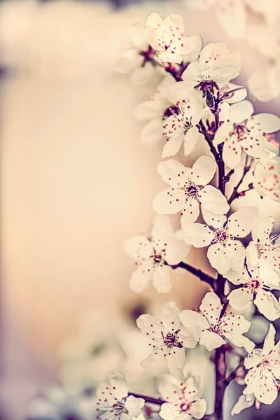 Verbazingwekkende Lente Kersenbloesem Bloemgrens Lente Natuur Achtergrond Pastel Kleur — Stockfoto