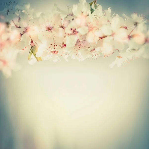 Blisko Kwiat Wiśni Wiosenna Granica Kwiatowa Pastelowym Kolorze — Zdjęcie stockowe