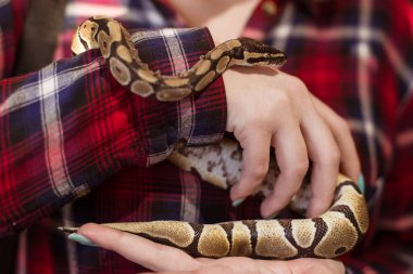 A woman is holding a small royal python in her hands. Snake close up. Contact zoo. clipart