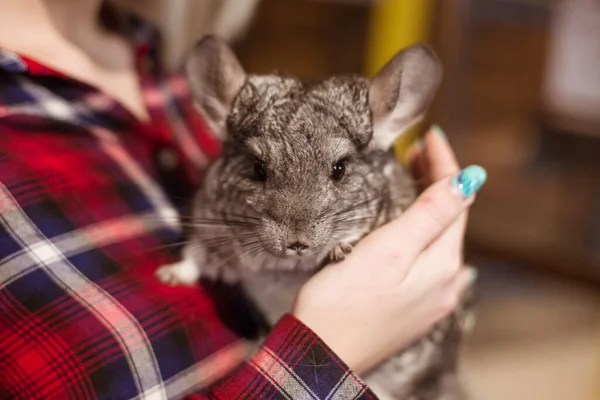 Mujer Sosteniendo Una Chinchilla Gris Sus Manos Mamífero Roedor Contacto — Foto de Stock