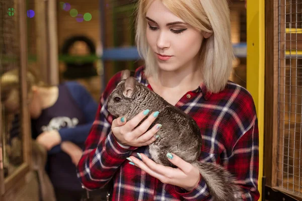 Krásná Blondýnka Šedou Chinchillou Rukou Savec Hlodavec Zoo Kontaktu — Stock fotografie