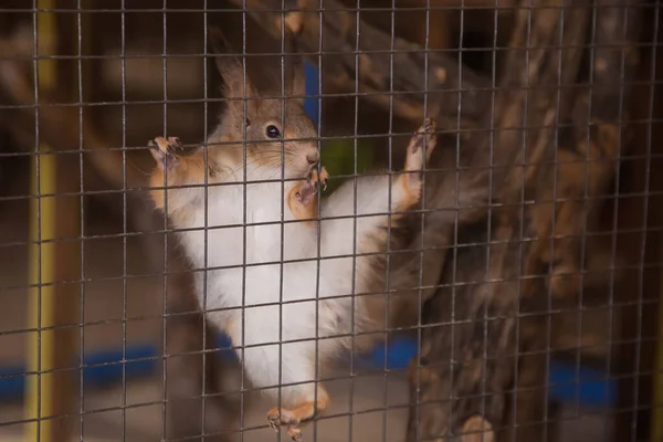 squirrel on the bars of the cage at the zoo