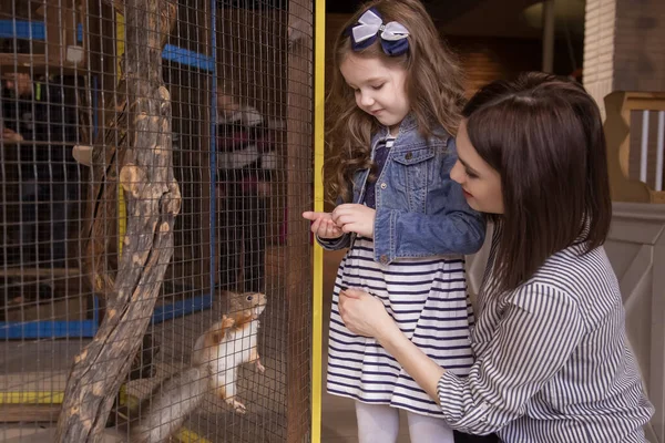 Mom and daughter in the contact zoo feed the red squirrel in the cage. A happy family. Life style.