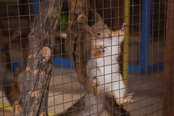 Hayvanat bahçesindeki kafesin parmaklıklarında sincap.