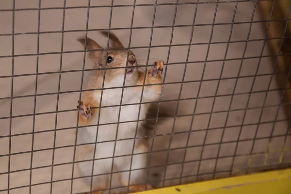 Écureuil Sur Les Barreaux Cage Zoo — Photo