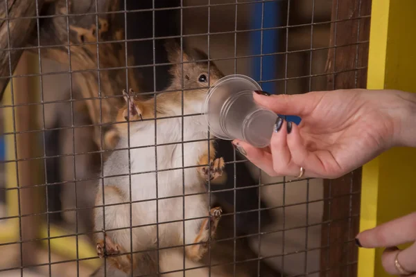 Eichhörnchen Auf Den Gittern Des Käfigs Zoo — Stockfoto