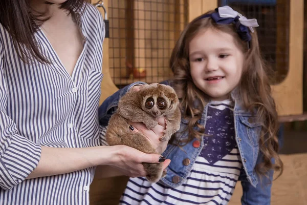 Rodina Maminka Dcera Kontaktní Zoo Drží Lemur Pomalý Loris Stare — Stock fotografie