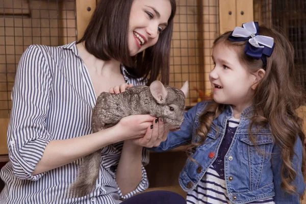 Rodina Matka Dcera Drží Hladí Šedou Činčilu Zoo Kontaktu — Stock fotografie