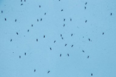 Tehlikeli Zica virüsü insan derisinde aedes aegypti sivrisineği, sivrisinek insan kanı emiyor. Birçok sivrisinek duvarda oturur..